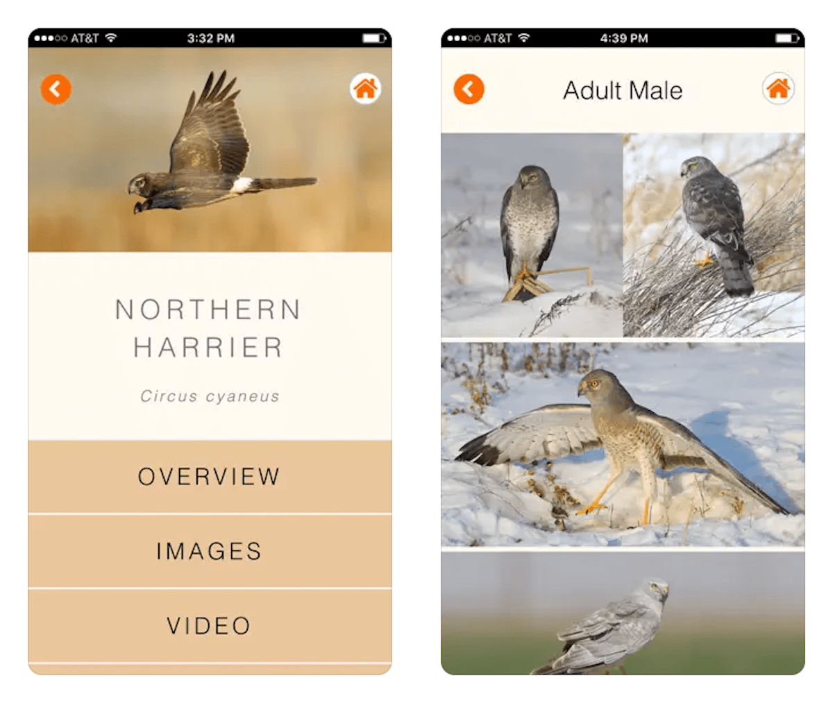 raptor bird identification app